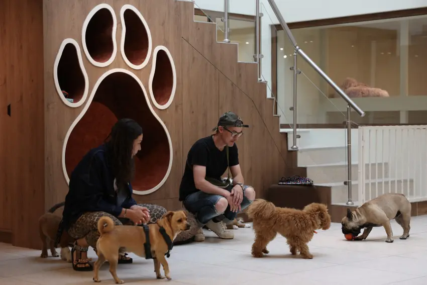How to find pet-sitters or boarding kennels in France
