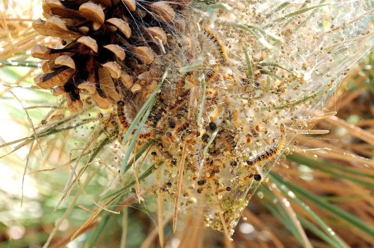 Sleep advice, smoke alarm rules and caterpillars: 6 essential articles for life in France