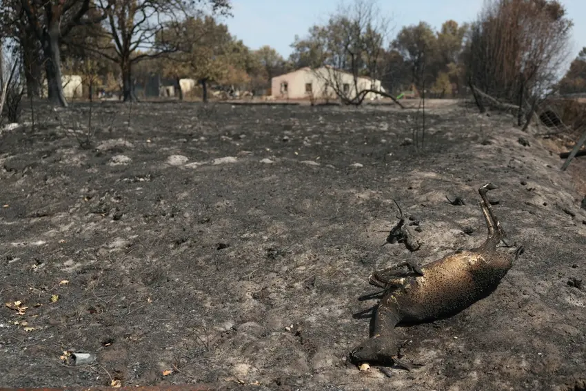 Wildlife face 'catastrophic' losses as France's forests burn