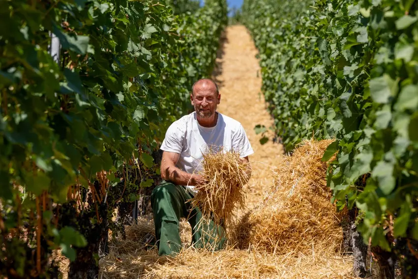 thelocal.de - The Local - Heat is on as German winegrowers struggle to protect vines